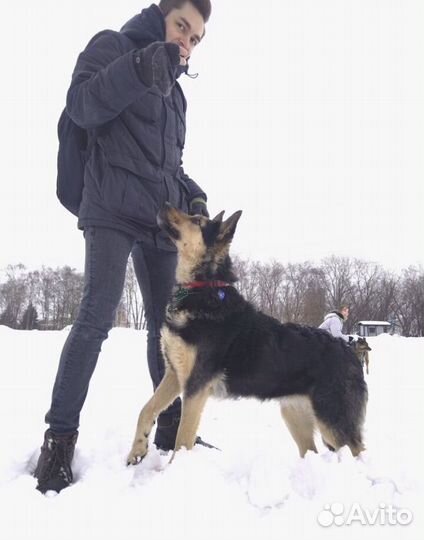 Красотка Роза хочет домой