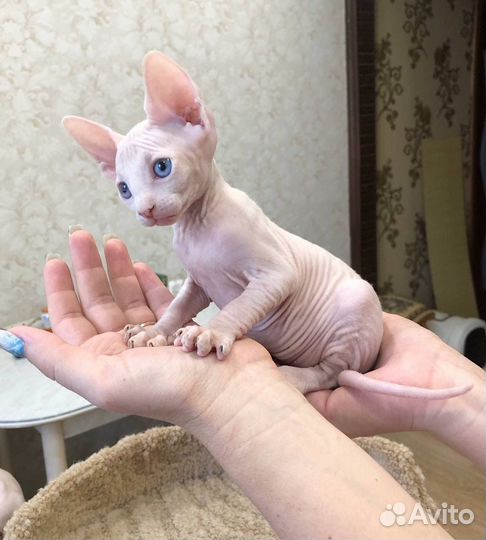Канадский сфинкс котенок