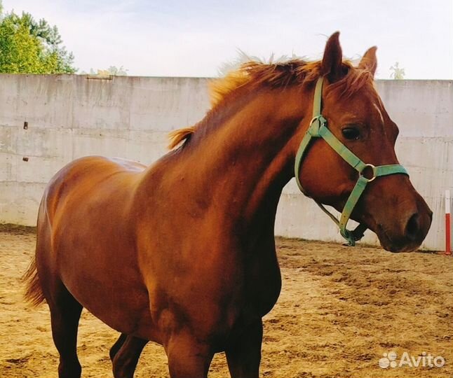 Арабский чк жеребец