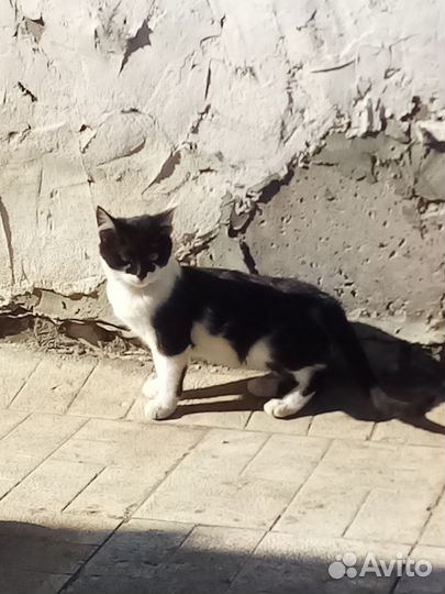 Котята в добрые руки бесплатно