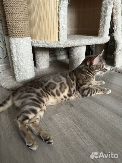 Бенгальская кошка готовый производитель