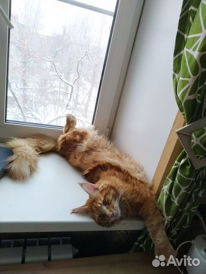 Мейн Кун красный кот полидакт вязка