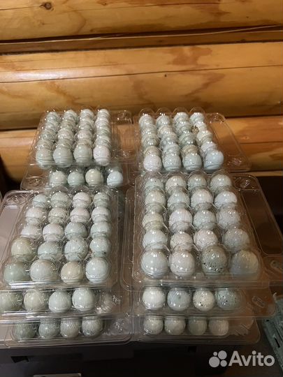 Инкубационное яйцо перепелов