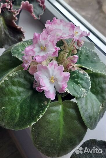 Фиалка Провинциалка