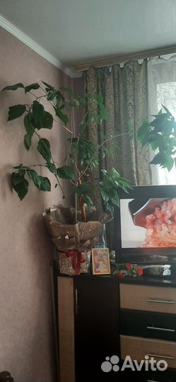 Китайская роза Гибискус