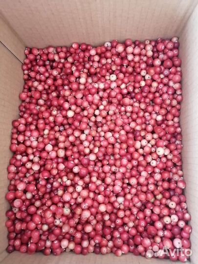 Клюква свежая