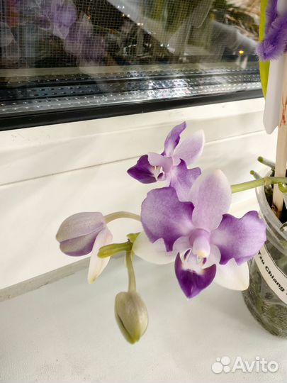 Орхидея phal.Tzu Chiang Sapphire(peliric -3 lips)