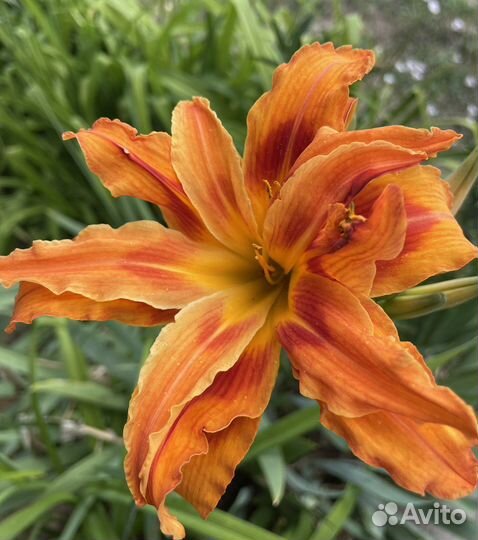 Лилейники сортовые