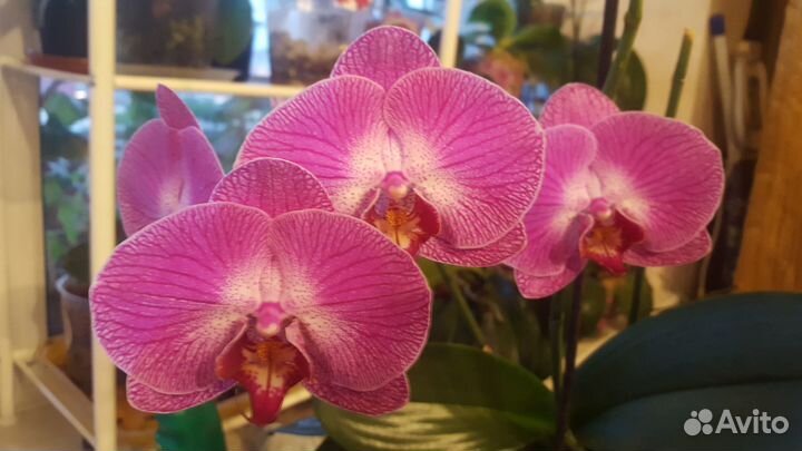 Орхидея 2 цветоноса