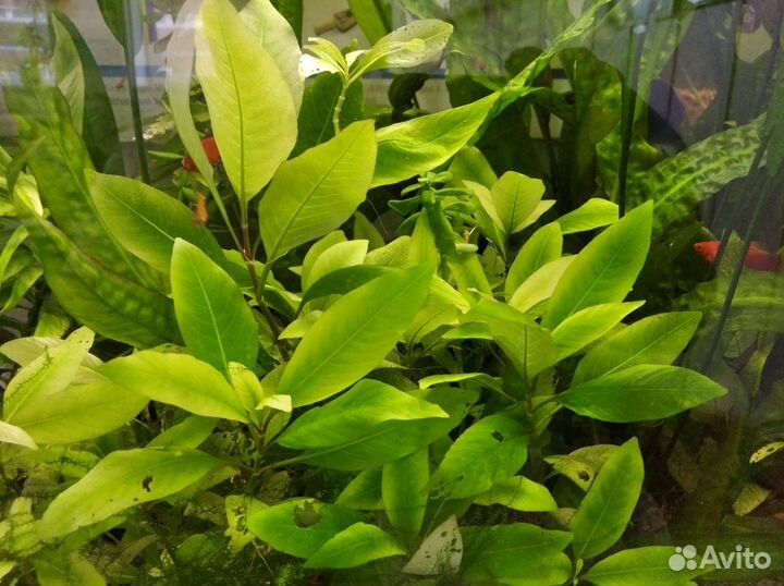 Криптокорина, лимонник растения аквариумные