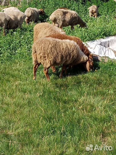 Овцы бараны