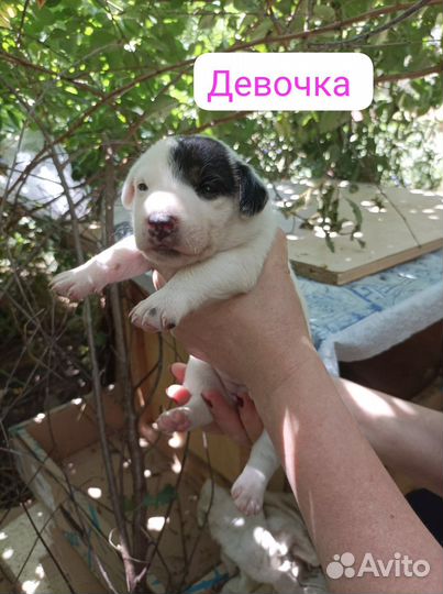 Щеночки 1,5 мес