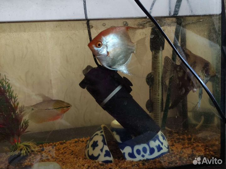 Аквариум с рыбками