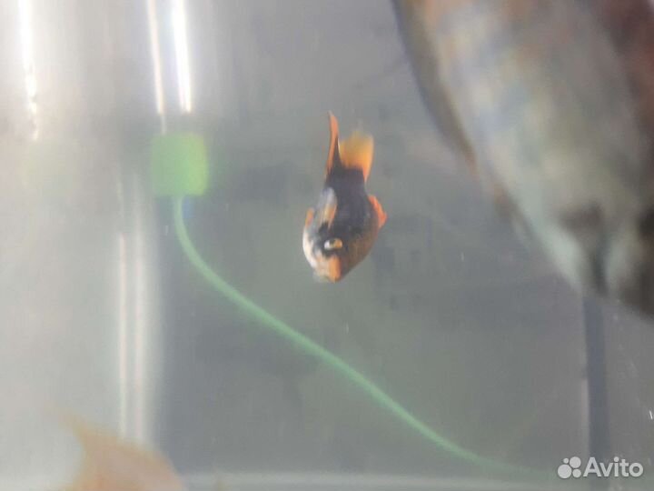 Аквариумные рыбки собственного разведения