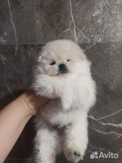 Померанский шпиц