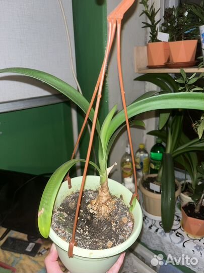 Растения бесплатно