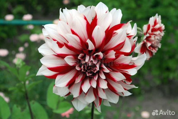 Клубни георгинов