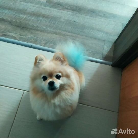 Немецкий шпиц вязка