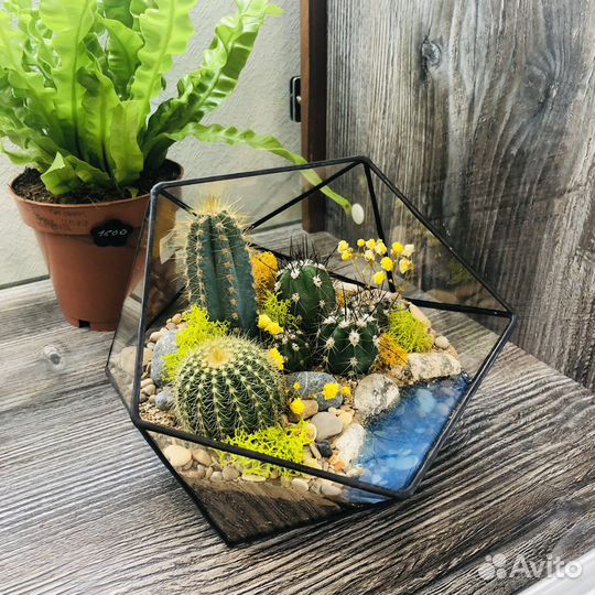 Флорариум с кактусами