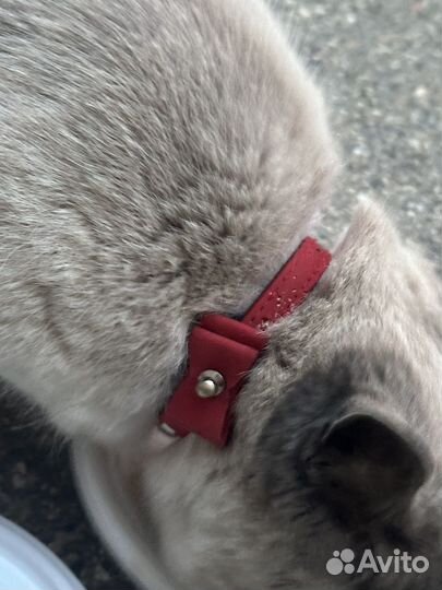 Найдена кошка