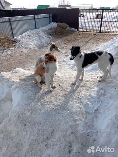Русская псовая борзая щенки