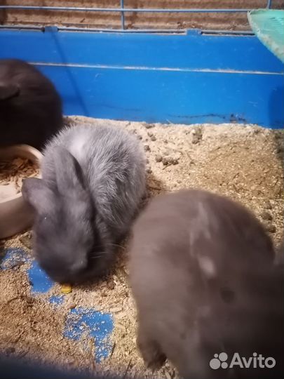 Кролик баран вислоухий