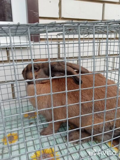Продаю кроликов