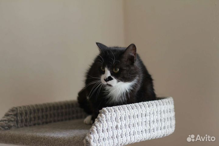 Кот