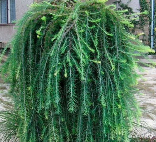 Лиственница пендула