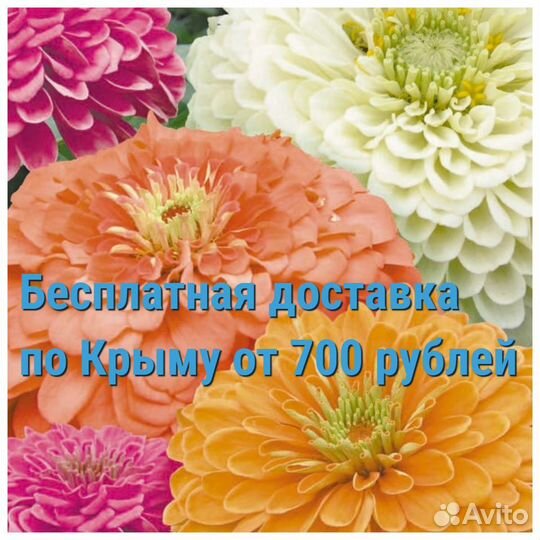 Семена Цинии бесплатная доставка по Крыму