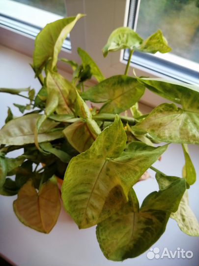 Комнатные растения