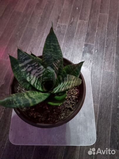 Спатифиллум