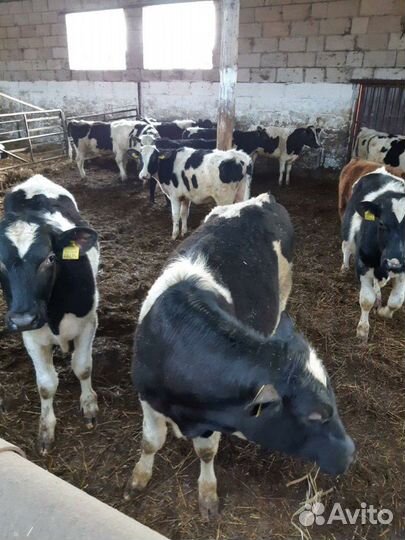 Телята до полугода