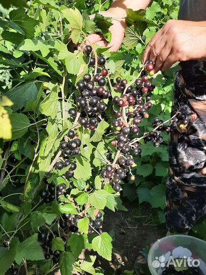 Плодовые кустарники