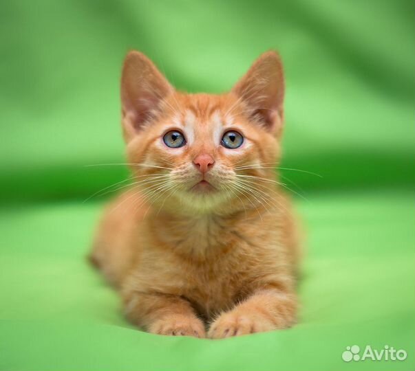 Чудесные Рыжие котята Руби и Лео - 2 мес. в дар