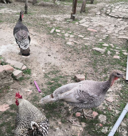 Индюшата широкогрудые домашние