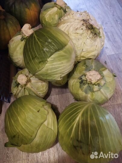 Тыква, кабачки, капуста