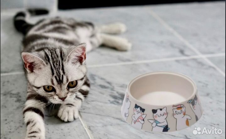 Миска для кошек