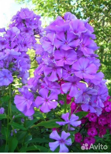 Флоксы, энотера, ирис сибирский, гвоздика турецкая