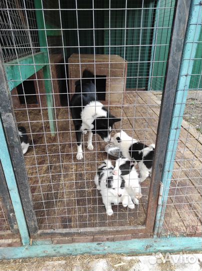 Щенки русско-европейской лайки