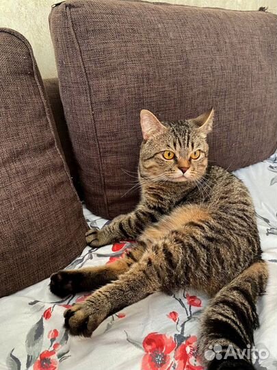 Кот шотландец вязка