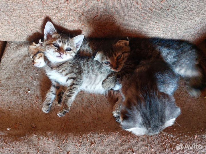 Шотландские котята