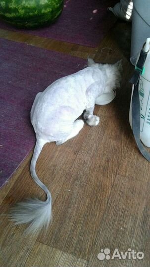 Стрижка котиков и кошечек