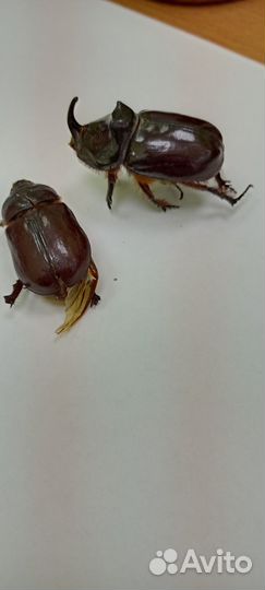Жук носорог сладкая парочка цена за двоих