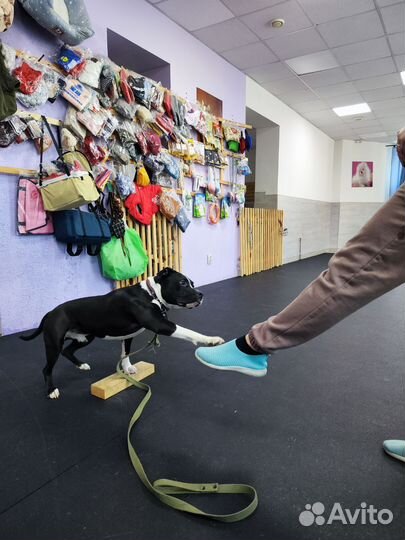 Дрессировка собак