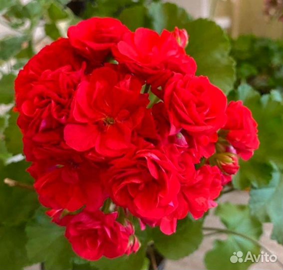 Пеларгония