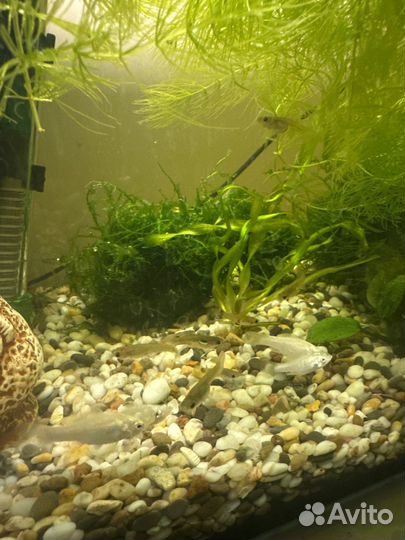 Рыбки гуппи