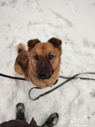 Очень умный пес ждет своего хозяина в приюте
