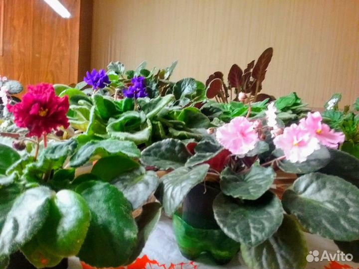 Цветы комнатные и садовые