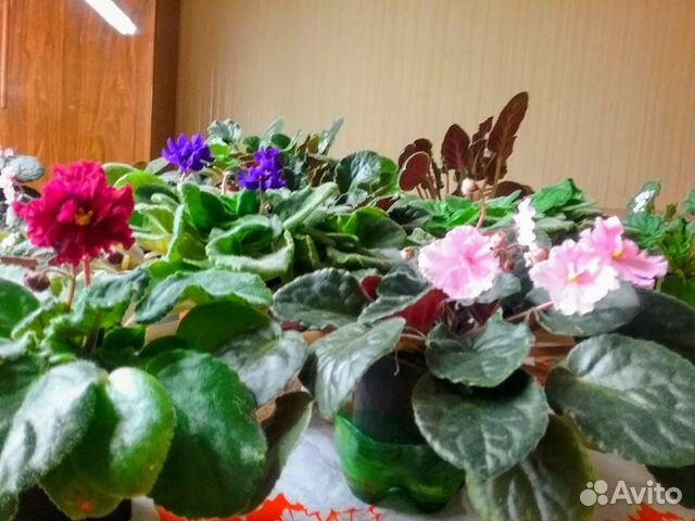 Цветы комнатные и садовые